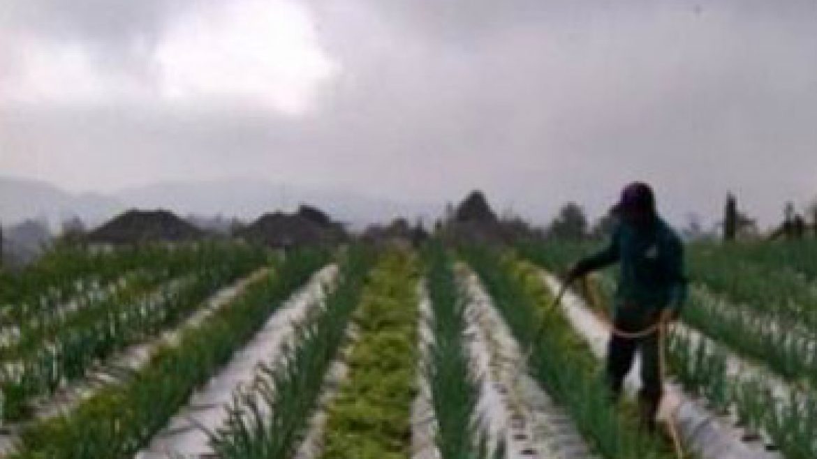 Analisis Peluang Usaha tani Sayuran Organik pada Kelompok Tani Konvensional di Kabupaten Cianjur Berdasarkan Indikator Pertanian Berkelanjutan
