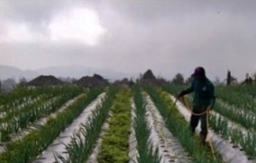 Analisis Peluang Usaha tani Sayuran Organik pada Kelompok Tani Konvensional di Kabupaten Cianjur Berdasarkan Indikator Pertanian Berkelanjutan
