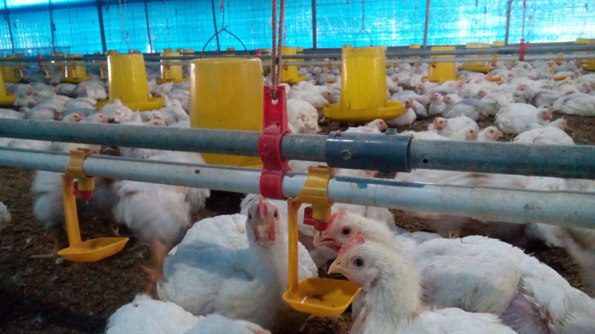 ANALISIS DAYA SAING TERNAK AYAM BROILER DALAM MEMENUHI KRITERIA PENERIMAAN SUPERMARKET